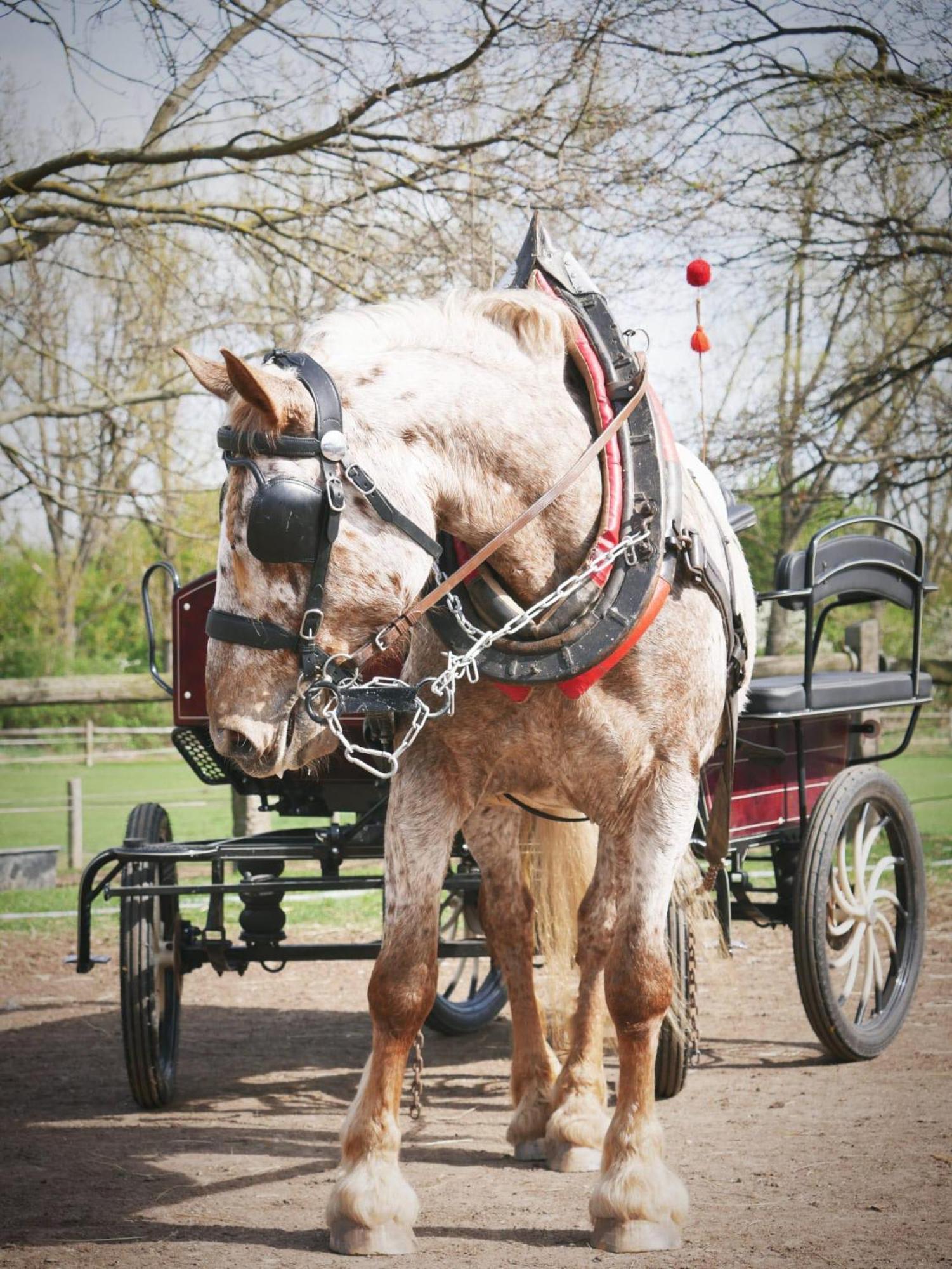 Penzion Horse Farm Lechovice Exterior foto